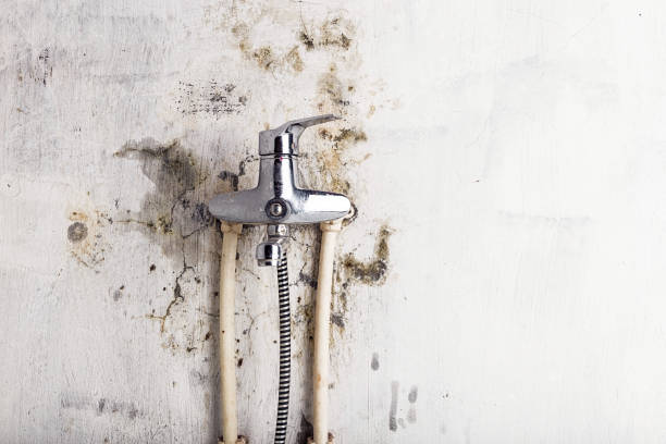 Best Fast Mold Removal  in Clifton, NJ