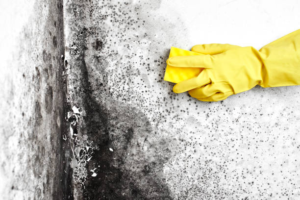 Best Mold Remediation  in Clifton, NJ