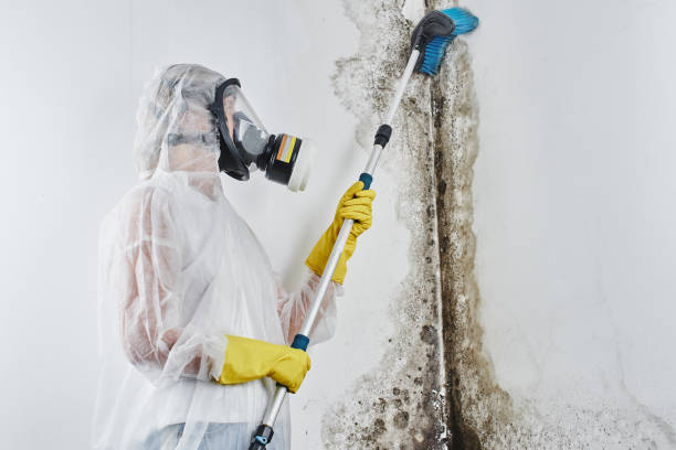 Attic Mold Removal in Clifton, NJ