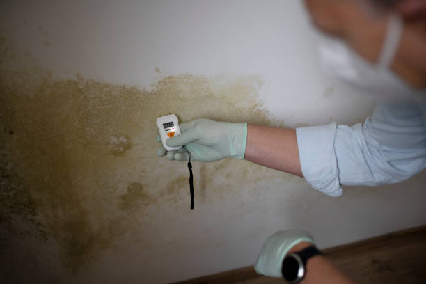 Best Best Mold Removal Companies  in Clifton, NJ