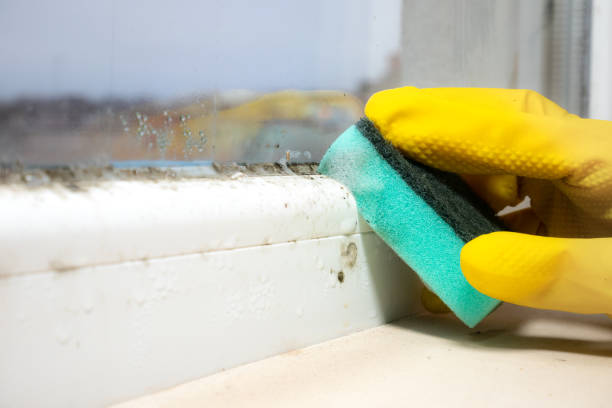 Best Best Mold Removal Companies  in Clifton, NJ