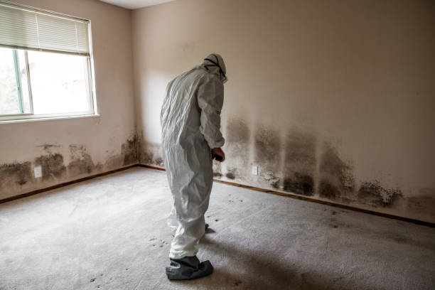Best Home Mold Removal  in Clifton, NJ