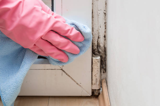 Best Commercial Mold Removal  in Clifton, NJ